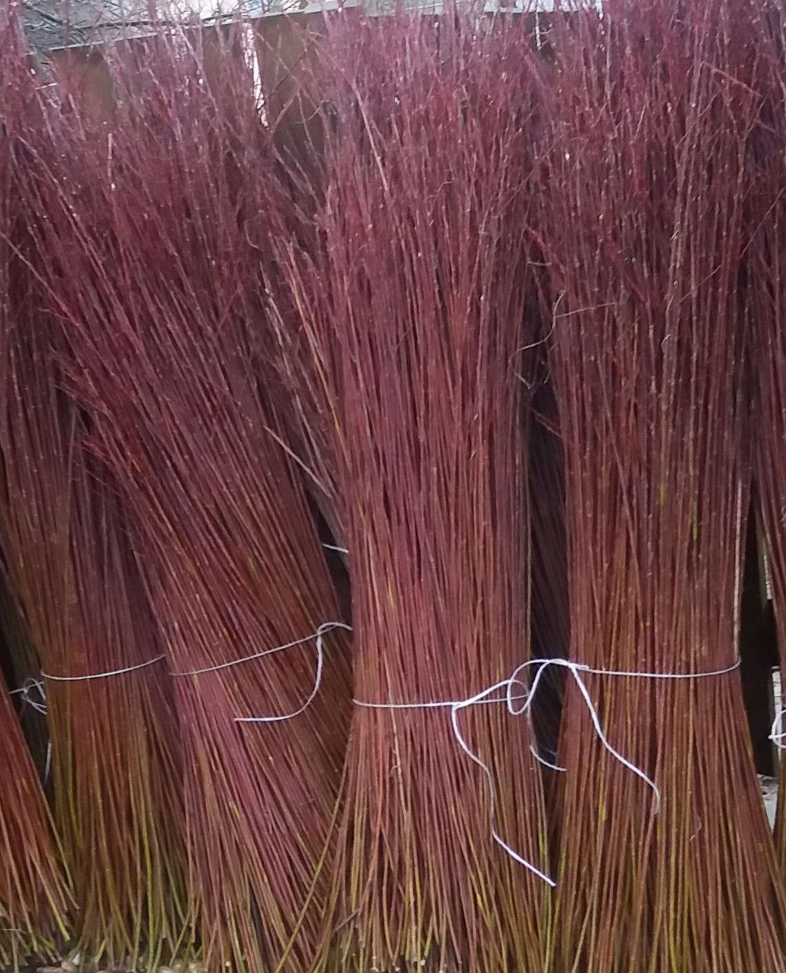 Vrbové proutí čerstvé